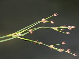 Attēlu rezultāti vaicājumam “Juncus alpinoarticulatus leaf”