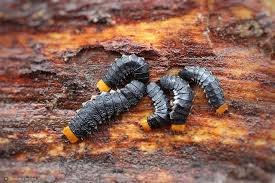 Attēlu rezultāti vaicājumam “Lygistopterus sanguineus larva”