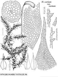 Attēlu rezultāti vaicājumam “Hygroamblystegium tenax”