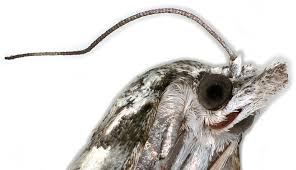 Attēlu rezultāti vaicājumam “Nycteola degenerana”