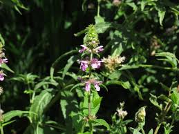Attēlu rezultāti vaicājumam “Stachys palustris fruit”