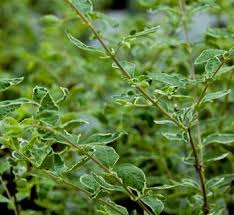 Attēlu rezultāti vaicājumam “Symphoricarpos x chenaultii”