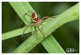 Attēlu rezultāti vaicājumam “Dolomedes fimbriatus”