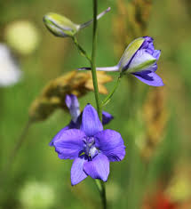 Image result for Consolida ajacis oder Consolida regalis