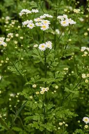 Image result for Tanacetum parthenium