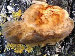 Attēlu rezultāti vaicājumam “Coriolopsis trogii”