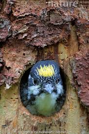 Attēlu rezultāti vaicājumam “Picoides tridactylus adult”