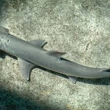 Image result for Sphyrna corona