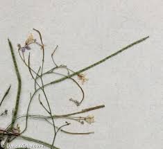 Attēlu rezultāti vaicājumam “Cardaminopsis arenosa”