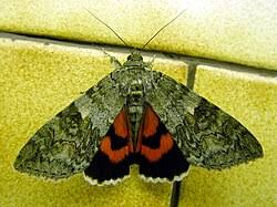 Attēlu rezultāti vaicājumam “Catocala nupta”