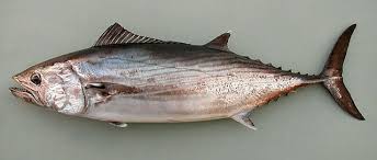 Image result for Sarda sarda