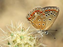 Attēlu rezultāti vaicājumam “Aricia artaxerxes”