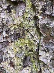 Attēlu rezultāti vaicājumam “Chaenotheca chrysocephala”