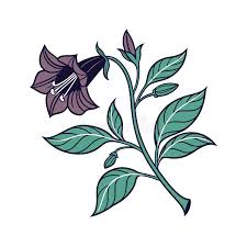 Image result for beladona