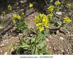 Attēlu rezultāti vaicājumam “Sinapis arvensis flower”