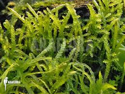 Attēlu rezultāti vaicājumam “Hypnum cupressiforme”