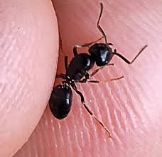 Attēlu rezultāti vaicājumam “Lasius fuliginosus”