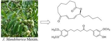 Attēlu rezultāti vaicājumam “Juglans x sinensis”