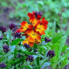 Image result for Cheiranthus cheiri