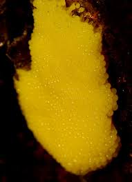 Attēlu rezultāti vaicājumam “Stemonitis flavogenita macro”