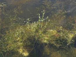 Attēlu rezultāti vaicājumam “Alisma gramineum”