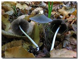 Attēlu rezultāti vaicājumam “Coprinus lagopus”