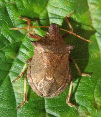 Attēlu rezultāti vaicājumam “Picromerus bidens”
