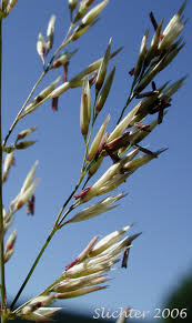 Attēlu rezultāti vaicājumam “Calamagrostis purpurea fruit”