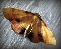 Attēlu rezultāti vaicājumam “Plagodis dolabraria”