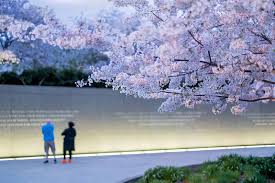 Image result for "cherry blossom" washington