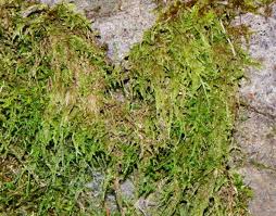 Attēlu rezultāti vaicājumam “Antitrichia curtipendula”