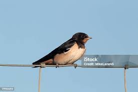Attēlu rezultāti vaicājumam “Hirundo rustica juvenile”