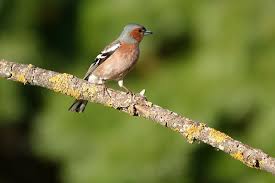 Attēlu rezultāti vaicājumam “Fringilla coelebs male”