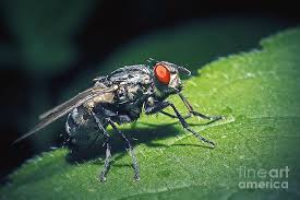 Attēlu rezultāti vaicājumam “Sarcophaga carnaria”