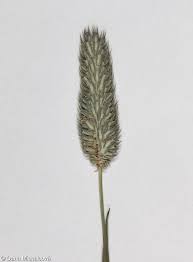 Attēlu rezultāti vaicājumam “Phleum phleoides fruit”