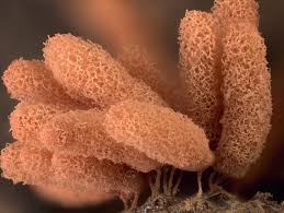 Attēlu rezultāti vaicājumam “Heterotrichia insignis (syn. Arcyria insignis) macro”