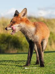 Image result for Fox Gc
