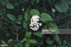 Attēlu rezultāti vaicājumam “Adoxaceae”