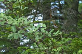 Attēlu rezultāti vaicājumam “Sorbus intermedia leaf”
