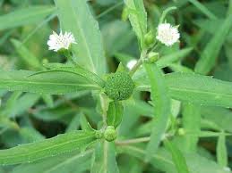 「タカスギ・サブロウタ」の画像検索結果