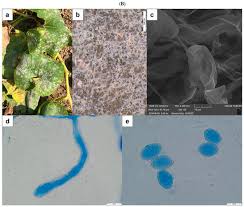 Attēlu rezultāti vaicājumam “Badhamia affinis var. microspora”