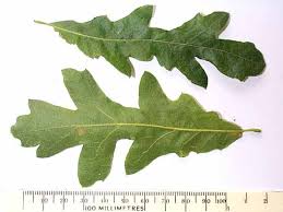 Attēlu rezultāti vaicājumam “Quercus robur leaf”