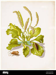 Attēlu rezultāti vaicājumam “Lacanobia contigua imago”