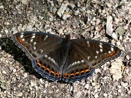 Attēlu rezultāti vaicājumam “Limenitis populi upperside”