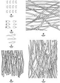 Attēlu rezultāti vaicājumam “Ceriporiopsis aneirina”