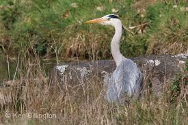Attēlu rezultāti vaicājumam “Ardea cinerea”