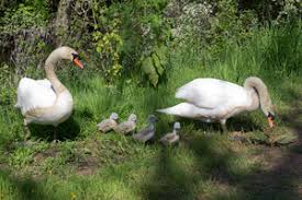 Image result for Sussex Swans