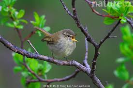 Attēlu rezultāti vaicājumam “Phylloscopus trochiloides”