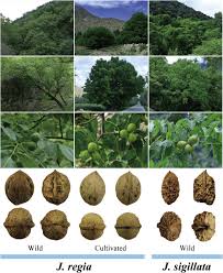 Attēlu rezultāti vaicājumam “Juglans x sinensis”