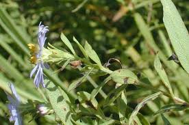 Attēlu rezultāti vaicājumam “Symphyotrichum x salignum leaf”